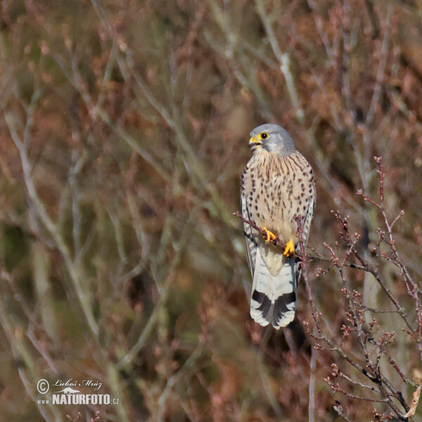 Kestrel (Falco tinnunculus)