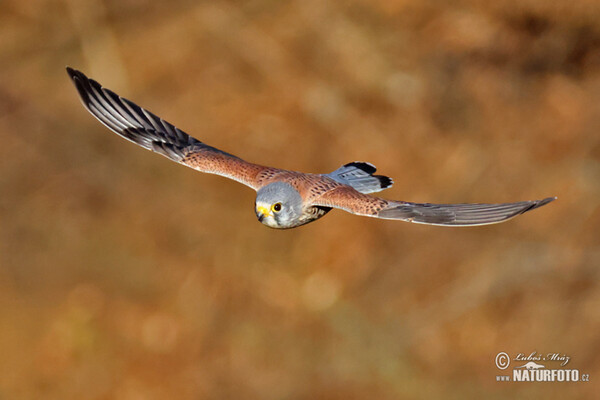 Kestrel (Falco tinnunculus)