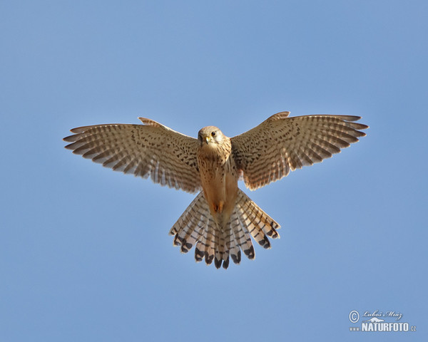 Kestrel (Falco tinnunculus)