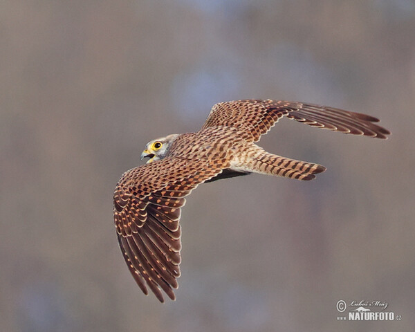 Kestrel (Falco tinnunculus)