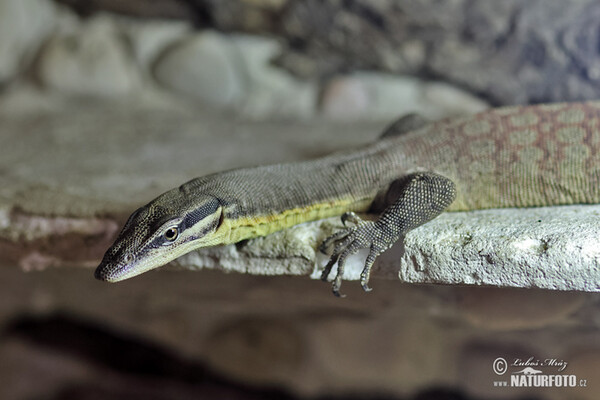 Kimberley rock monitor (Varanus glauerti)