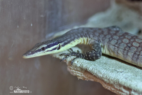 Kimberley rock monitor (Varanus glauerti)