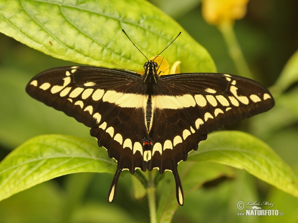 King Swallowtail (Papilio thoas)