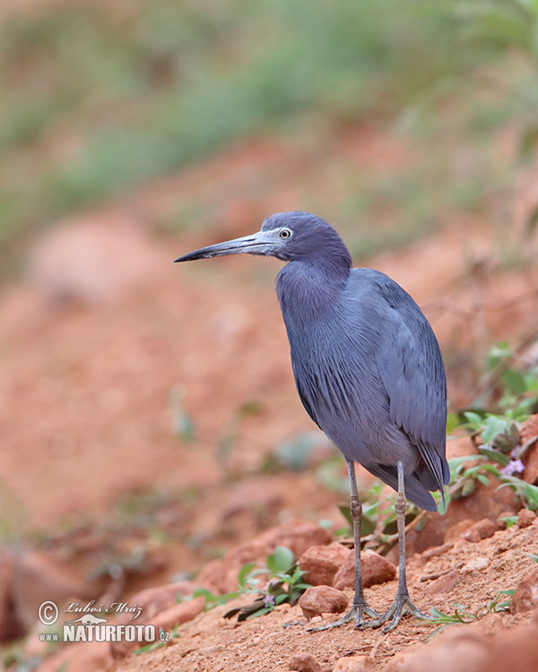 Kleine blauwe reiger