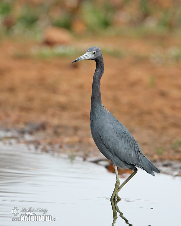 Kleine blauwe reiger