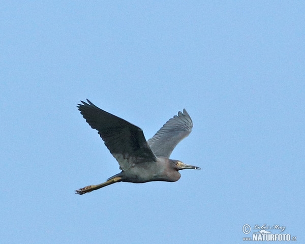 Kleine blauwe reiger