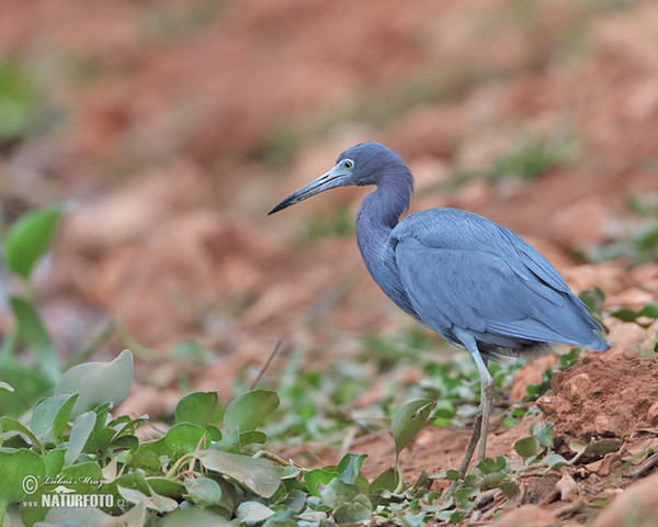 Kleine blauwe reiger