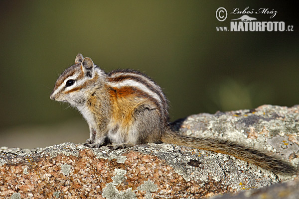 Kleine chipmunk