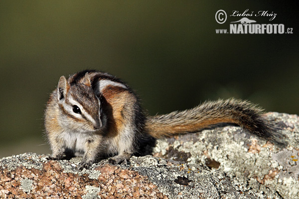 Kleine chipmunk