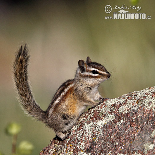 Kleine chipmunk