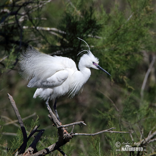 Kleine zilverreiger