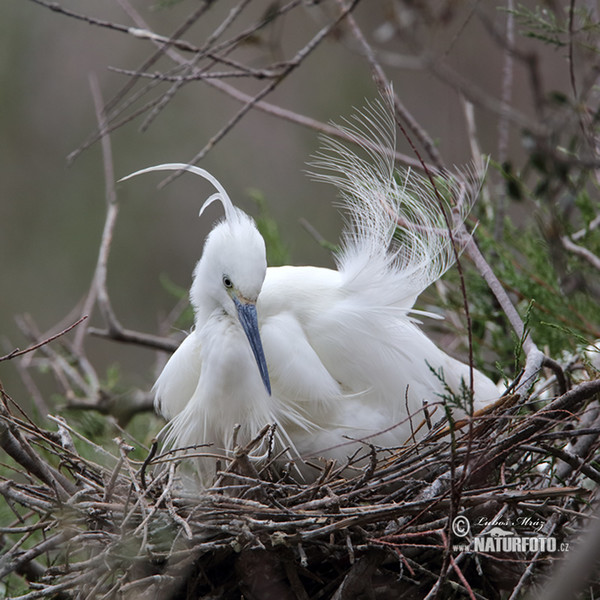 Kleine zilverreiger