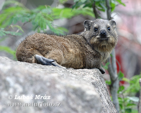 Klipphyrax