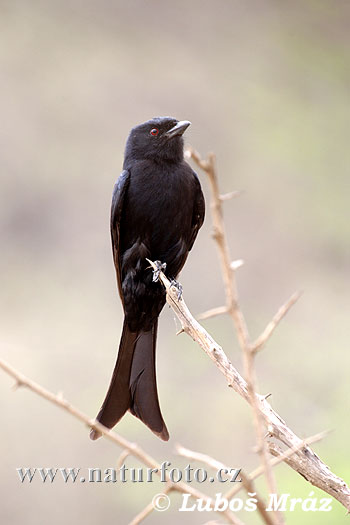 Klykstjärtad drongo