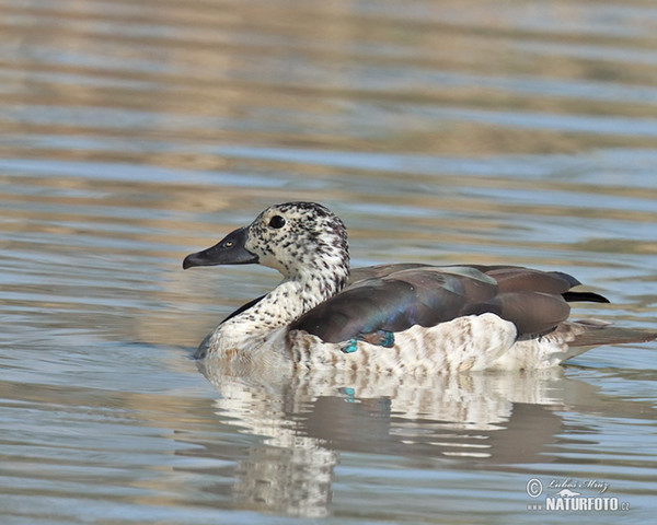 Knob-billed Duck (Sarkidiornis melanotos)