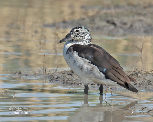 Knob-billed Duck (Sarkidiornis melanotos)