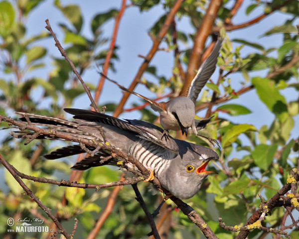 Koekoek vogel