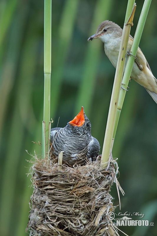 Koekoek vogel