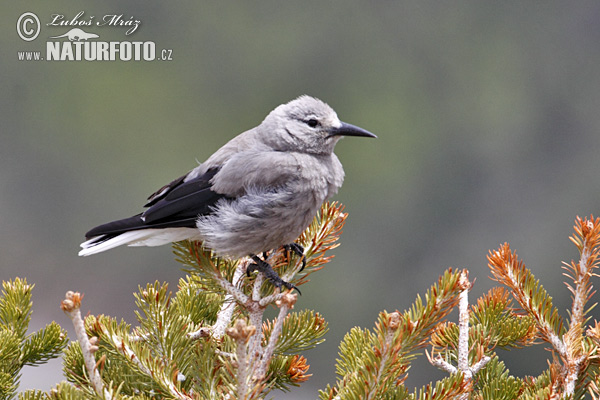 Kolumbia nucifrago