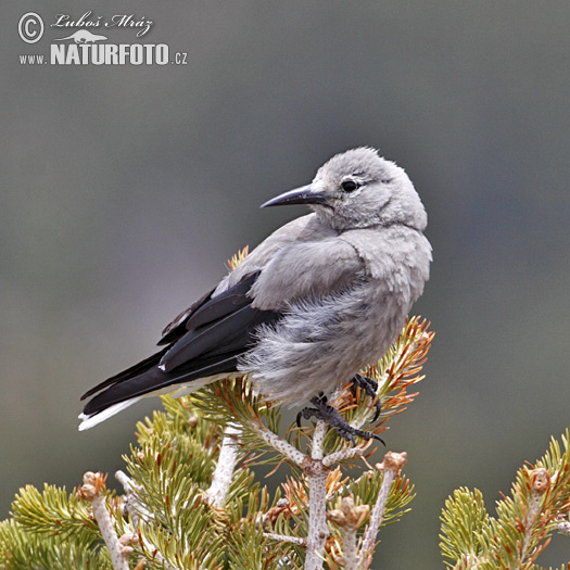 Kolumbia nucifrago