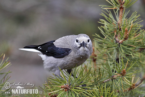 Kolumbia nucifrago