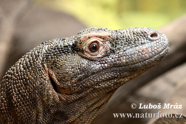 Komodo Dragon Komodo Island Monitor (Varanus komodoensis)