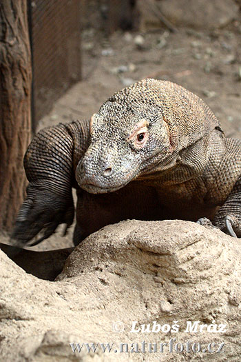 Komodo Dragon Komodo Island Monitor (Varanus komodoensis)