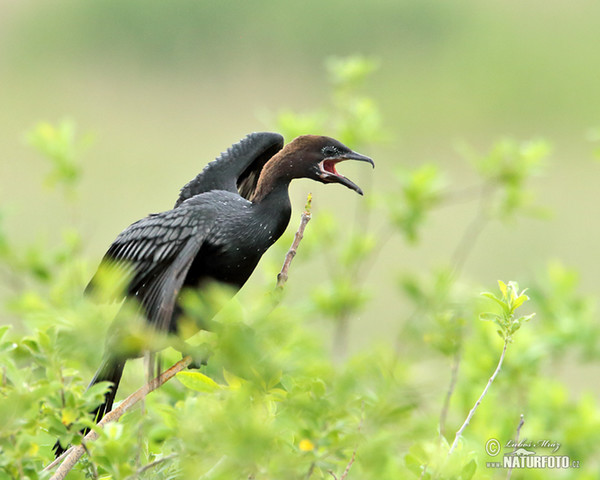 Kormoran mały