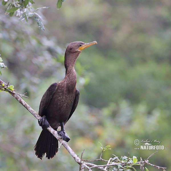 Kormoran oliwkowy