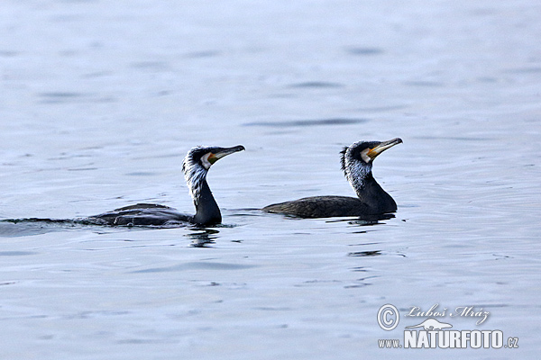 Kormoran zwyczajny