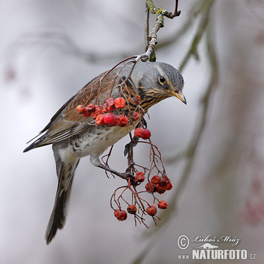 Kramsvogel