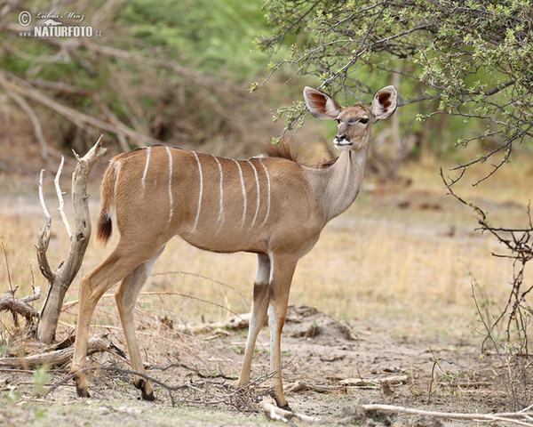 Kudu (Tragelaphus strepsiceros)