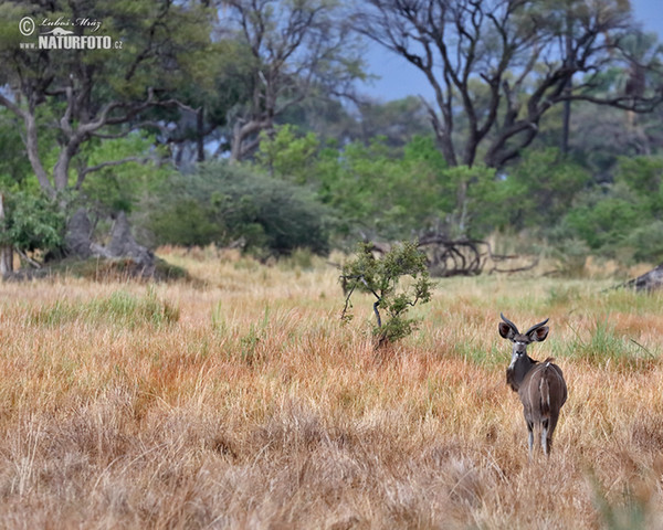 Kudu (Tragelaphus strepsiceros)