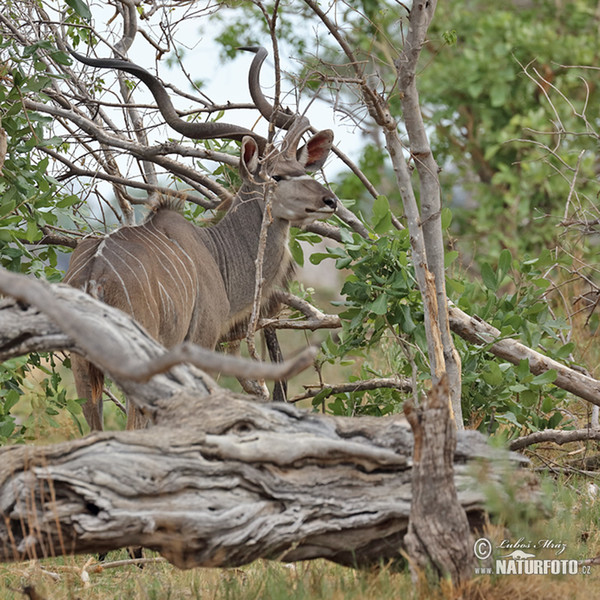 Kudu (Tragelaphus strepsiceros)