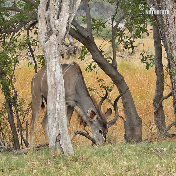 Kudu (Tragelaphus strepsiceros)