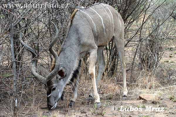 Kudu wielkie