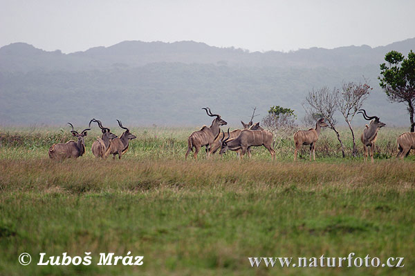 Kudu wielkie