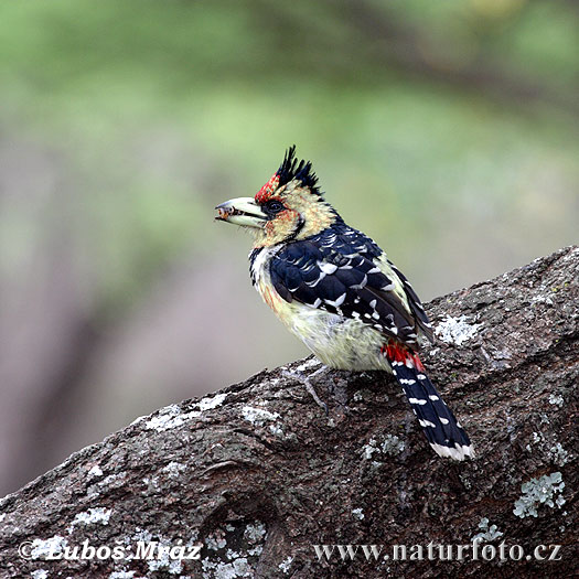 Kuifbaardvogel