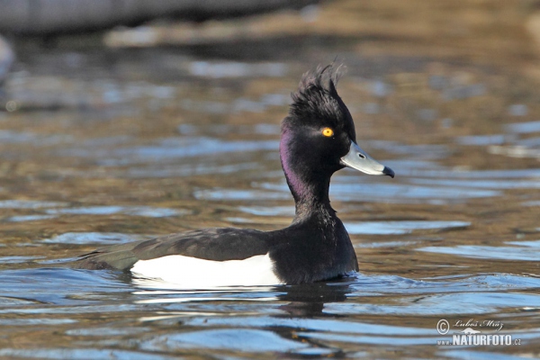 Kuoduotoji antis