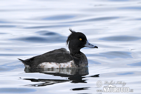 Kuoduotoji antis