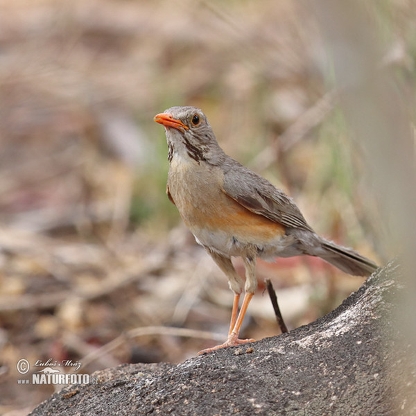 Kurrichane Thrush (Turdus libonyana)