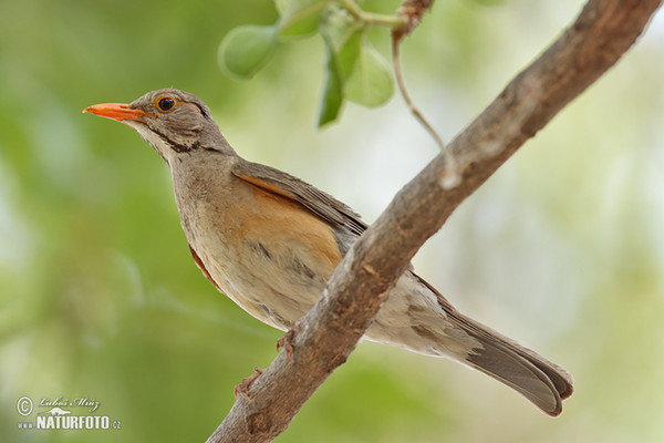 Kurrichane Thrush (Turdus libonyana)