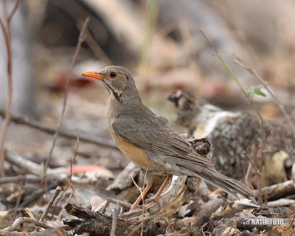 Kurrichane Thrush (Turdus libonyana)