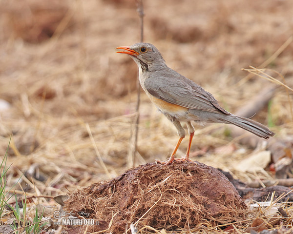 Kurrichane Thrush (Turdus libonyana)