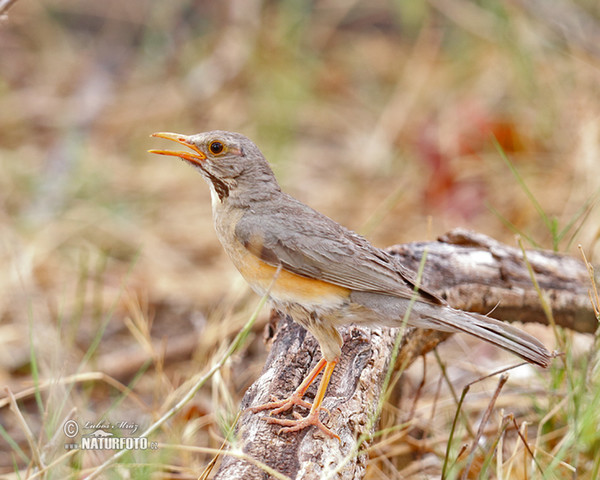 Kurrichane Thrush (Turdus libonyana)