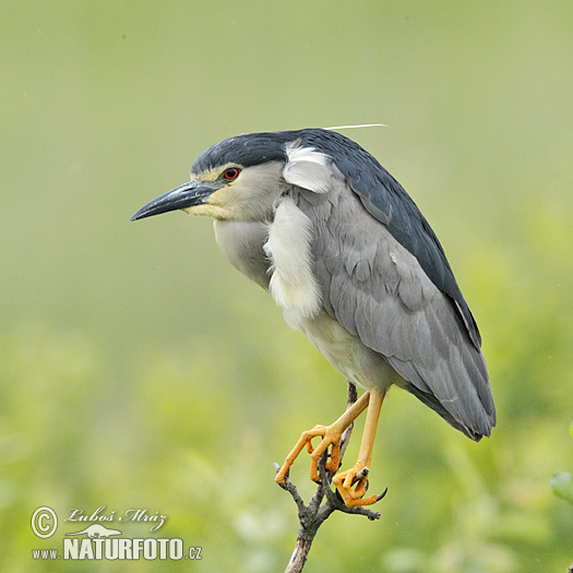 Kwak vogel