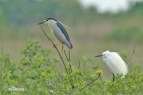 Kwak vogel