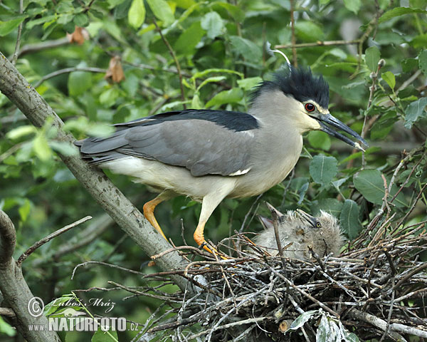 Kwak vogel