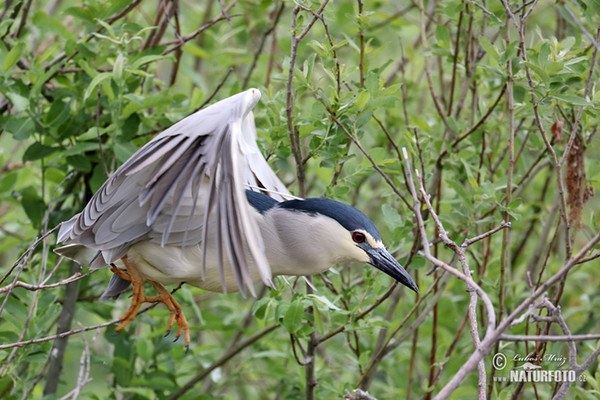 Kwak vogel