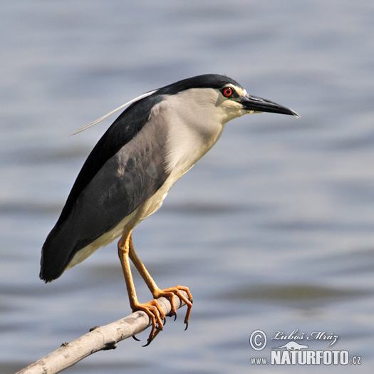 Kwak vogel